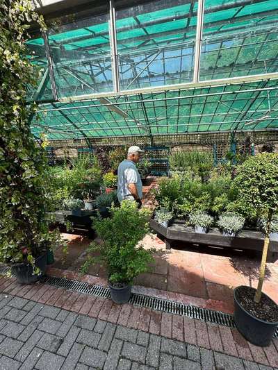 Star Jasmine — Trachelospermum jasminoides