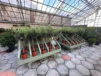 Olive Tree — Olea europaea