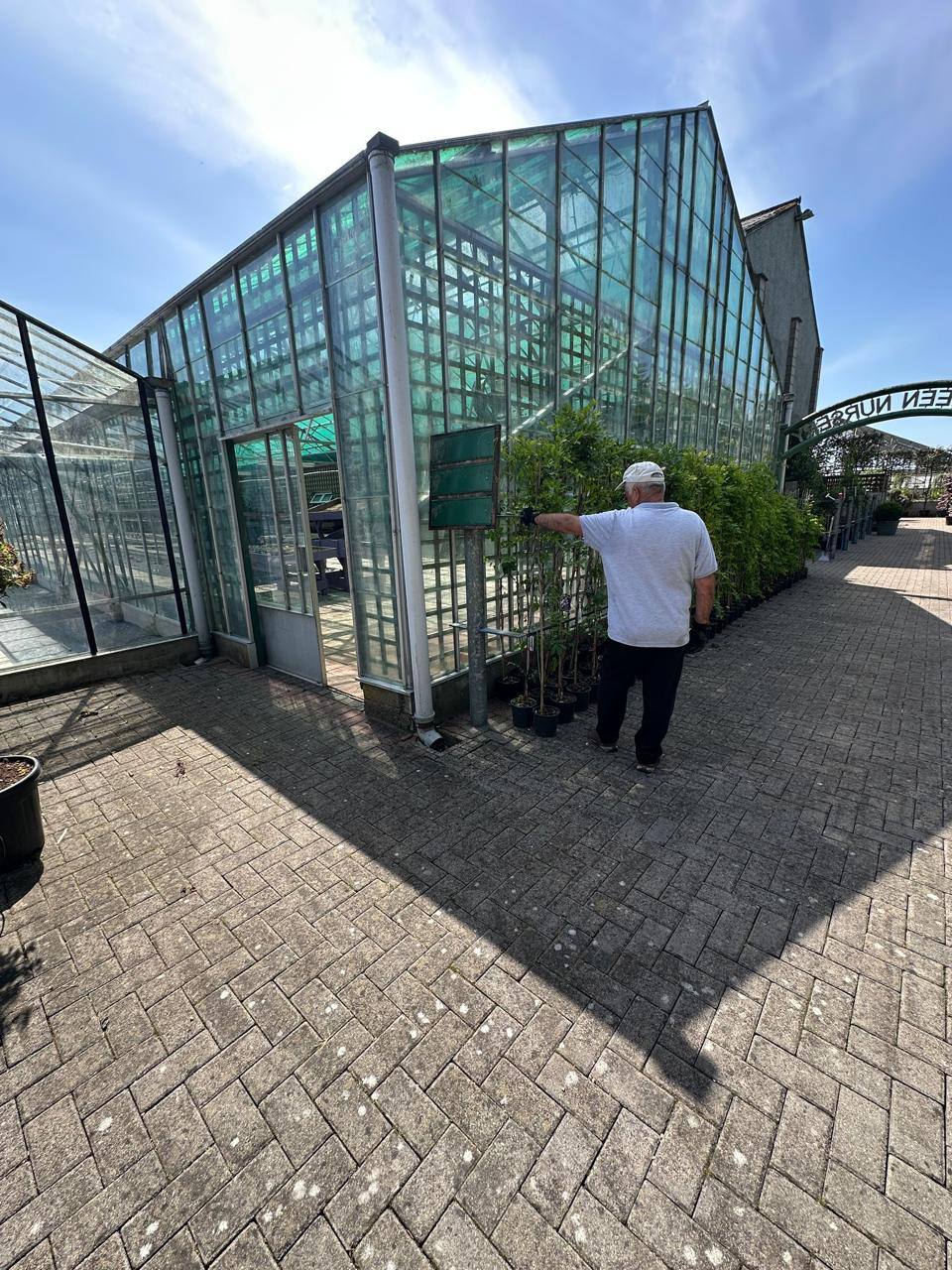 Hedging at Italy Gardens & Nursery