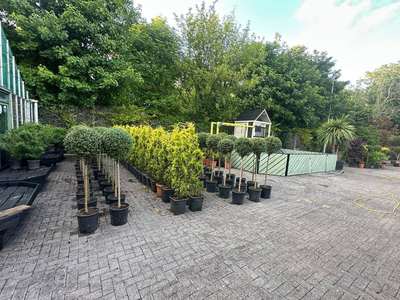 Boxwood Standard Topiary — Buxus sempervirens