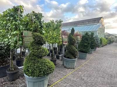 Boxwood Spiral Topiary — Buxus sempervirens