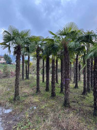 Chinese Windmill Palm — Trachycarpus fortunei
