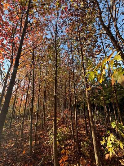Sweet Gum — Liquidambar styraciflua