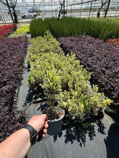 Japanese Euonymus Aureo-marginata — Euonymus japonicus 'Aureo-marginata'
