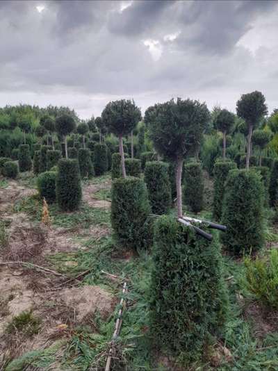 Boxwood Topiary Ball Standard — Buxus sempervirens 'Suffruticosa'