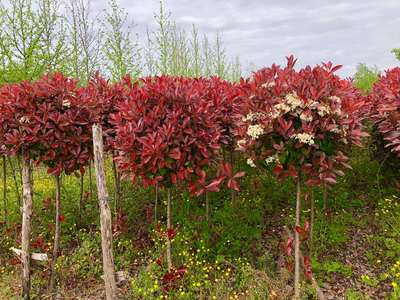 Photinia Red Robin Topiary — Photinia fraseri 'Red Robin'