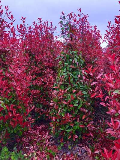 Photinia Red Robin — Photinia fraseri 'Red Robin'